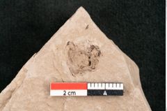 Foto (Detailansicht) von Taxodium distichum miocenicum Heer (NHMW-GEO-2024-0188-6409)
